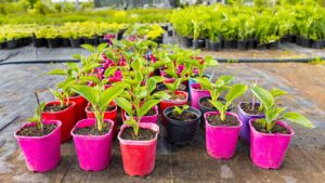 The Benefits of Plant Nurseries Webfreen.com